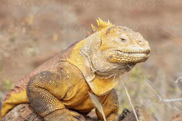Drusenkopf (Conolophus subcristatus), Santa Cruz, Galapagos, Ecuador