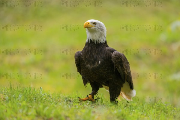 Bald eagle (Haliaeetus leucocephalus) sitting on a meadow, Bavaria, Germany