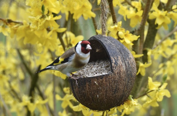Goldfinch, goldfinch, (Carduelis carduelis) eats sunflower seeds from a coconut