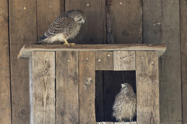 Kestrel (Falco tinnunculus) young bird already able to fly looking at its sibling, village in Münsterland, North Rhine-Westphalia