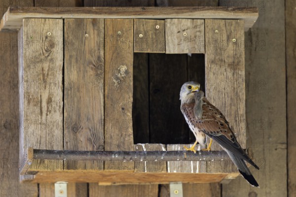 Kestrel (Falco tinnunculus) male with captured mouse for the young, village in Münsterland, North Rhine-Westphalia