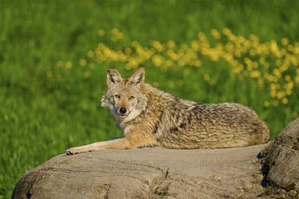 Coyote lying relaxed on a rock surrounded by green meadow and yellow flowers, coyote (Canis latrans), spring, France
