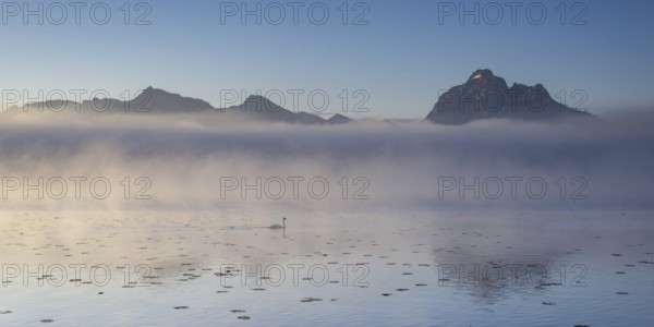 Sunrise at Lake Hopfensee near Füssen, with the Tegelberg massif and the Säuling behind it, Ostallgäu, Allgäu, Upper Swabia, Swabia, Bavaria, Germany