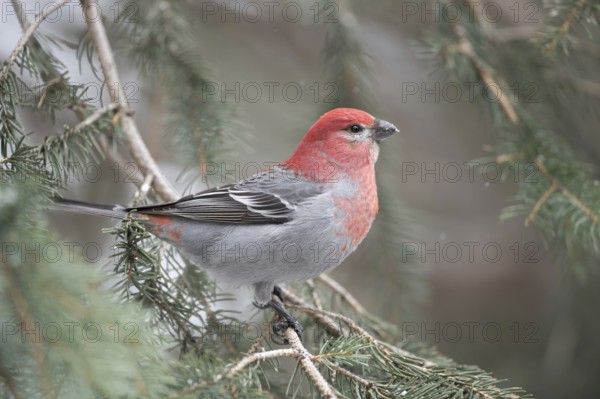 Crimson head and breast... Hooked Finch (Pinicola enucleator), male in splendid plumage, also native to northern Europe, one of the largest finch species worldwide