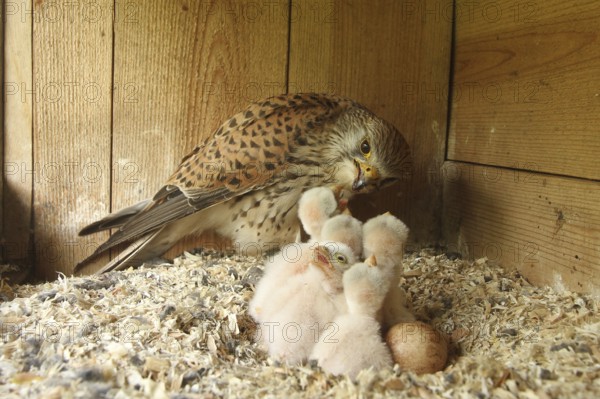 Common Kestrel (Falco tinnunculus) chicks, Lower Saxony, Germany