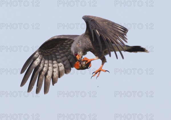 Snail Kite (Rostrhamus sociabilis) male flying, Florida, USA