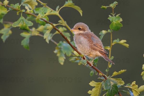 Red-backed Shrike (Lanius collurio) juvenile perched on a branch, North Rhine-Westphalia, Germany
