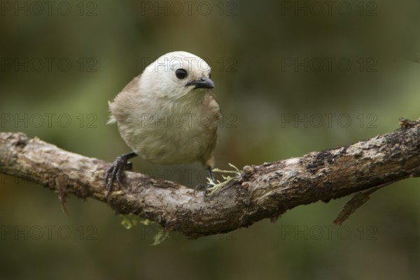 Whitehead (Mohoua albicilla), Tiritiri Matangi Island, New Zealand