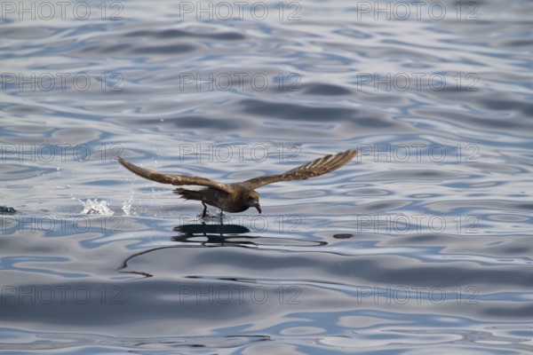 Providence Petrel (Pterodroma solandri) flying, New South Wales, Australia