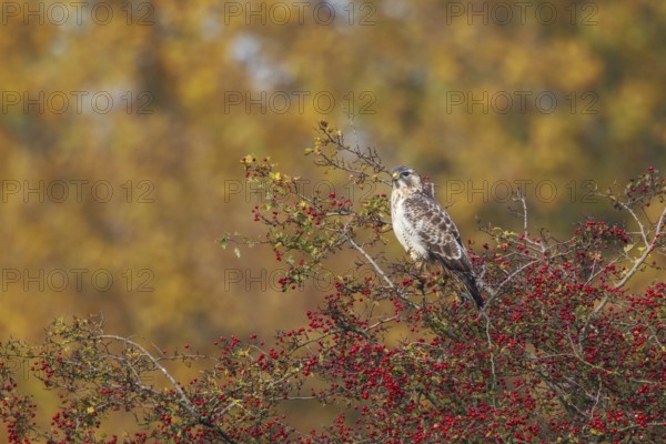 Common Buzzard (Buteo buteo) perched on a bush, North Rhine-Westphalia, Germany