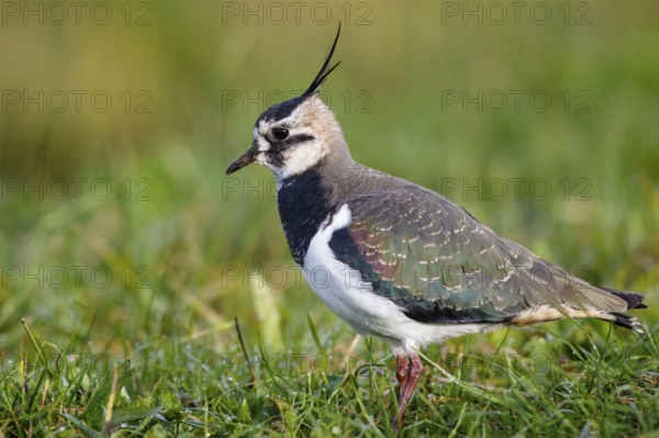 Northern Lapwing (Vanellus vanellus), Texel, Netherlands