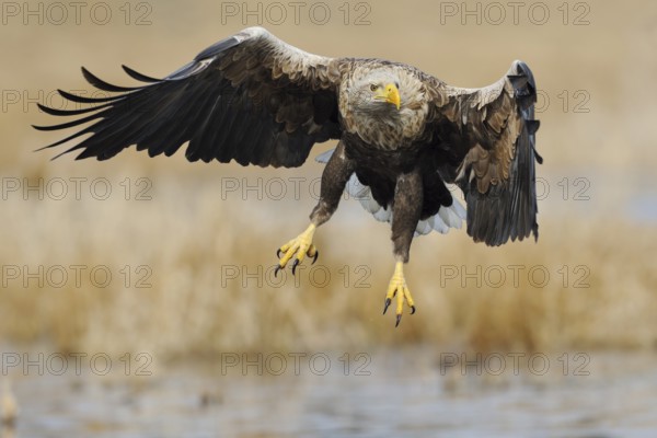 White-tailed Eagle (Haliaeetus albicilla) flying, Mecklenburg-Western Pomerania, Germany