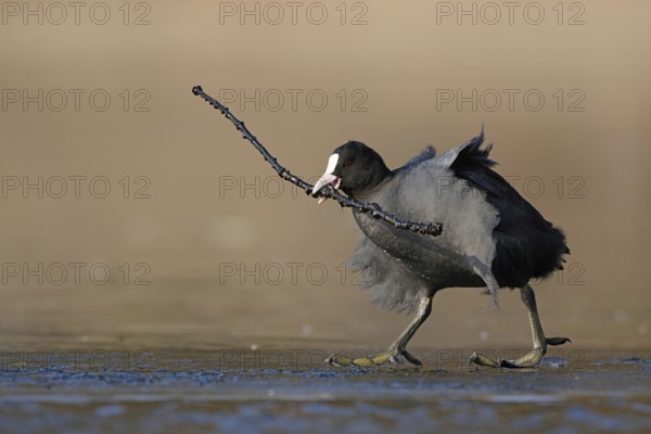 Get a stick... Coot (Fulica atra) walks across the ice with overlong nesting material, stick in beak, funny photo, wildlife, North Rhine-Westphalia, Germany