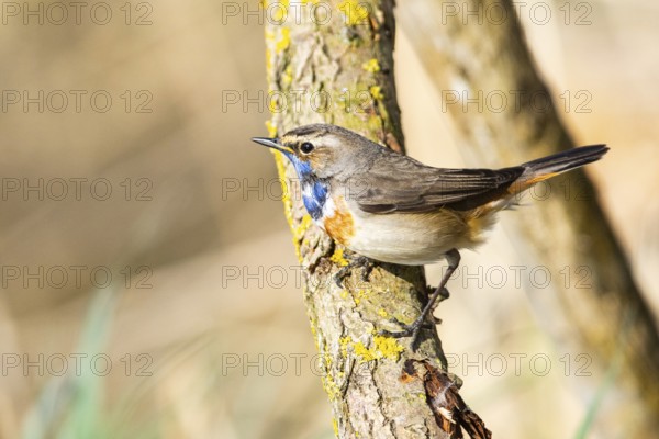 Bluethroat (Luscinia svecica cyanecula) ml Germany