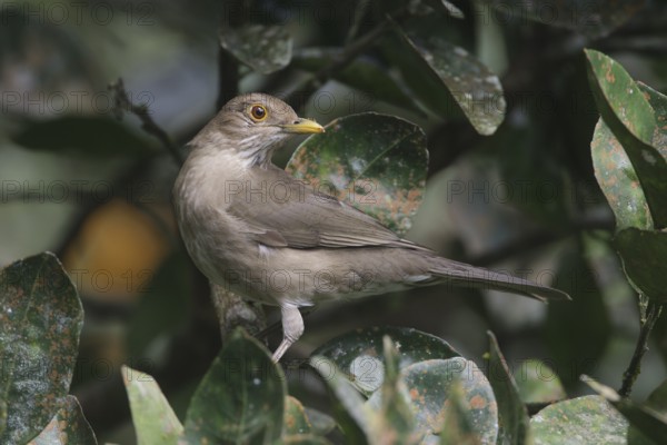 Ecuadorian Thrush (Turdus maculirostris), Santo Domingo, Ecuador