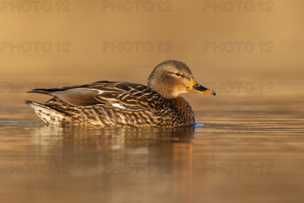 Mallard (Anas platyrhynchos) female, British Columbia, Canada