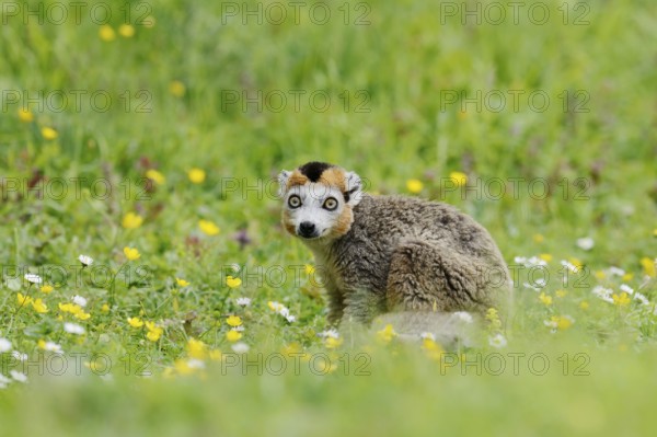 Crowned lemur (Eulemur coronatus), male, captive, found in Madagascar