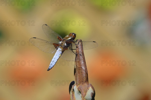 Flat-bellied dragonfly (Libellula depressa), male sitting on a fence top in the garden, close-up, Wilnsdorf, North Rhine-Westphalia, Germany
