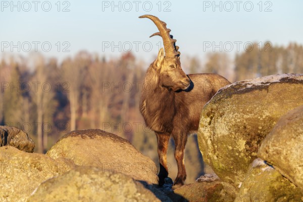 A male ibex (Capra ibex) is standing on a rock in the warm evening light. The sky and a forest can be seen behind him. Carinthia, Austria