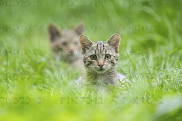 European wildcat (Felis silvestris silvestris) on a meadow, Hesse, Germany