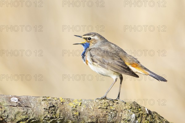 Bluethroat (Luscinia svecica cyanecula) ml Germany