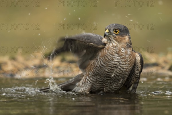 Sperwer man in het water, Eurasian sparrowhawk in water