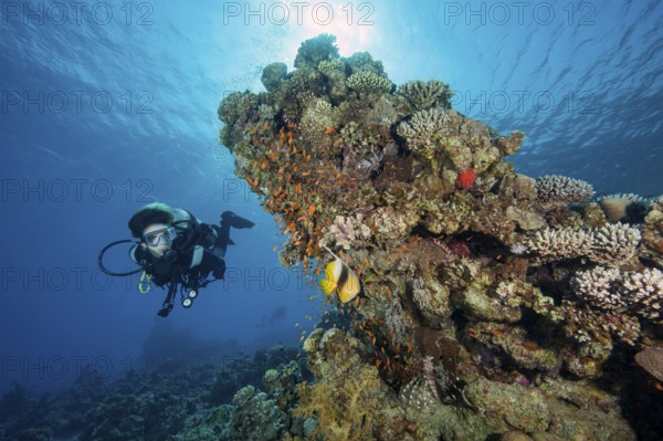 Diver looking at school of jewelled bannerfish (Pseudanthias squamipinnis) Jewelled bannerfish swimming next to colourful living coral block of stony corals (Scleractinia) in tropical coral reef, Red Sea, Canyon, Dahab, Sinai, Egypt