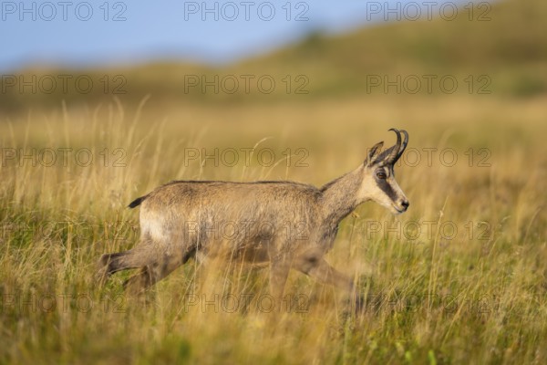 Chamois (Rupicapra rupicapra) on a meadow in the Vosges Mountains, wildlife, France