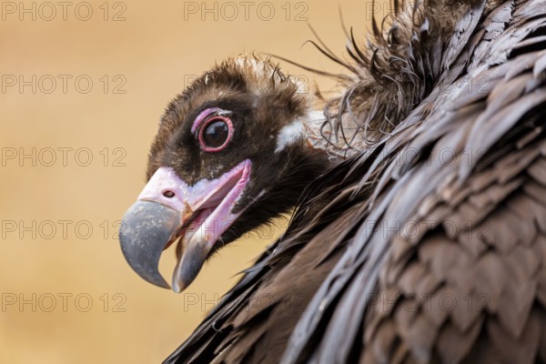 Mönchsgeier, Monk Vulture, Black Vulture, Cinereous Vulture, Aegypius monachus, Vautour moine, Buitre Negro