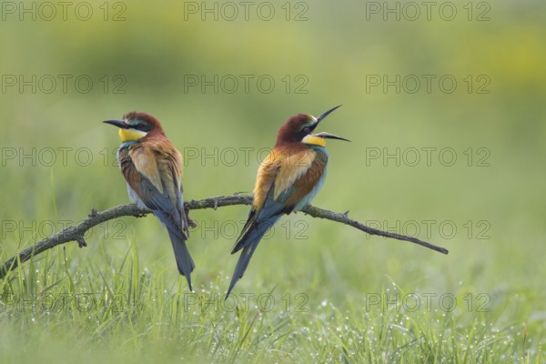 European Bee-eater (Merops apiaster) pair mating, Bulgaria