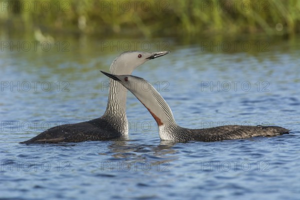 Sterntaucher (Gavia stellata) Red-throated Diver