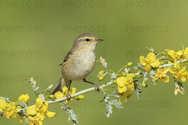 Common Chiffchaff (Phylloscopus collybita), Eilat, Israel