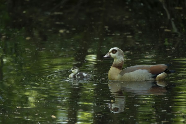 A Nile Goose (Alopochen aegyptiaca) swims comfortably with a chick on a pond in the forest, animal photo, nature photo, wildlife, fauna, Neustadt am Rübenberge, Hanover Region, Lower Saxony, Germany