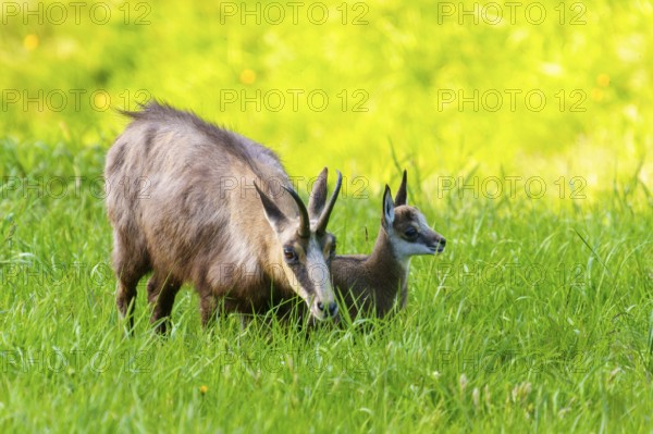 Chamois with young next to each other on a green, harmonious pasture landscape, chamois, chamois, (Rupicapra rupicaprae), wildlife, Vosges, France