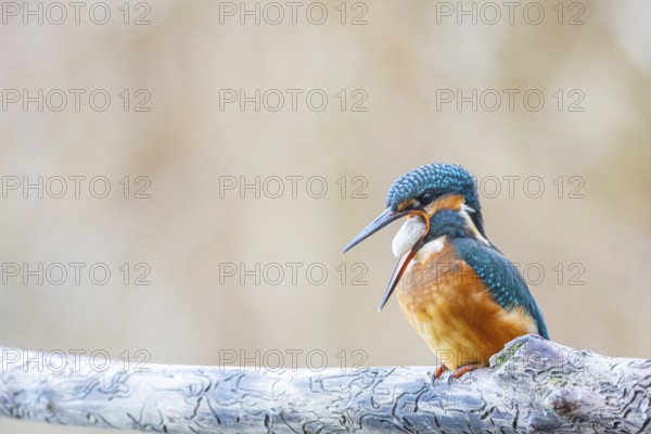 Kingfisher (Alcedo atthis) Germany