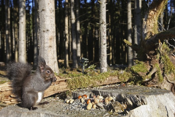 Squirrel (Sciurus) feeding in winter in the forest, Allgäu, Bavaria, Germany, Allgäu, Bavaria, Germany