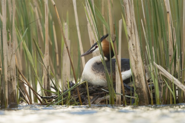 On the nest... Great Crested Grebe (Podiceps Scalloped ribbonfish) breeds between reeds in natural surroundings, nests hidden in the reeds, wildlife, Europe, waterfowl, native nature, Lower Rhine, Rhineland, North Rhine-Westphalia, Germany, Western Europe