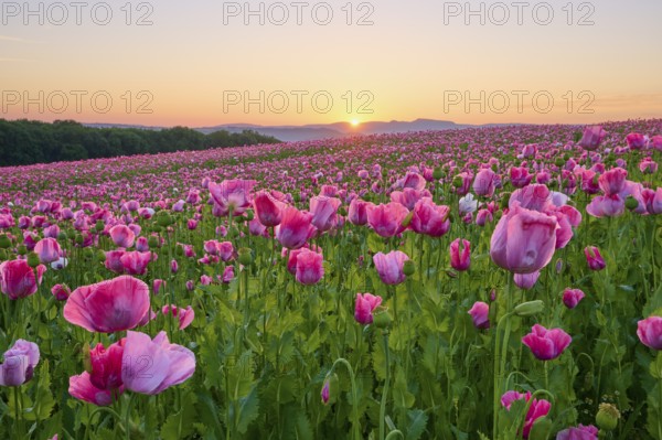 Opium poppy (Papaver somniferum), in the light of sunrise, summer, Germerode, Geo nature park Park Frau-Holle-Land, Hoher Meissner, Hesse, Germany