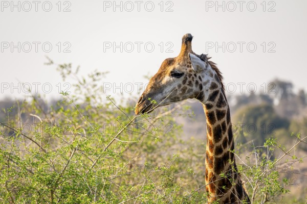 Cape giraffe (Giraffa giraffa giraffa) eating young leaves of an acacia tree, animal portrait, Kruger National Park, South Africa