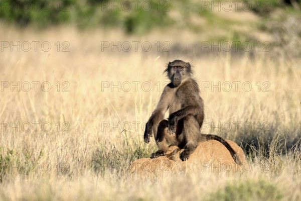 Bear baboon, Tschakma baboon (Papio ursinus), adult, sitting on termite mound, alert, Kruger, Kruger National Park, South Africa