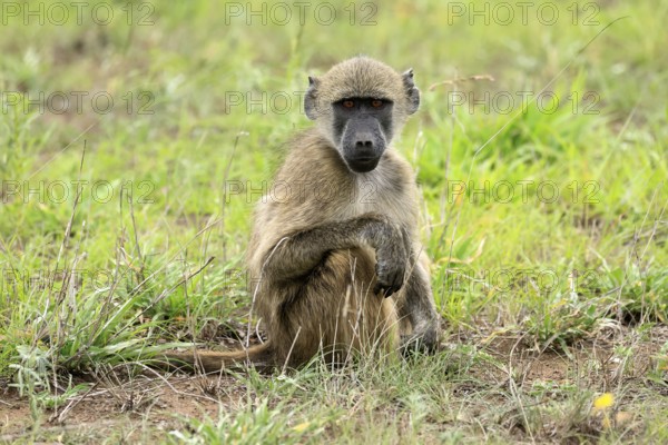 Bear baboon, Chakma baboon (Papio ursinus), adult, on ground, sitting, alert, Kruger, Kruger National Park, South Africa