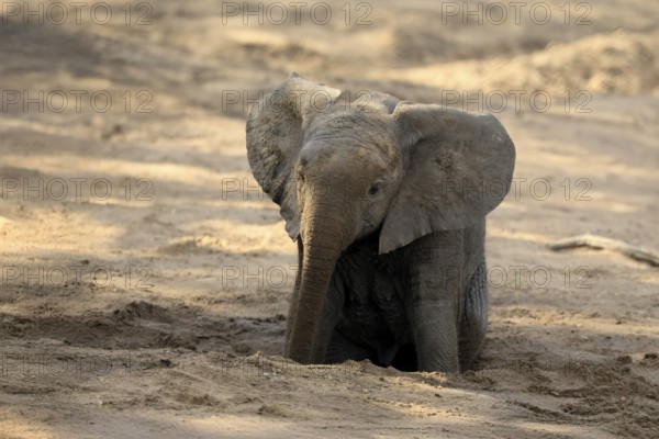 African elephant (Loxodonta africana), young animal, digging, drinking, searching for water, dried up riverbed, Kruger, Kruger National Park, South Africa