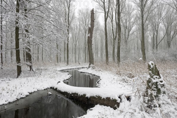 Sudden onset of winter, winter with snowfall in Meerbusch, Ilvericher Altrheinschlinge, small nature reserve with remnants of the riparian forest typical for the region on the Rhine, native nature, landscapes in the snow, rare weather conditions in the Rhineland, Lower Rhine, Meerbusch, North Rhine-Westphalia, Germany, Western Europe