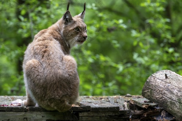 Eurasian lynx (Lynx lynx), wildlife park, Bavaria, Germany