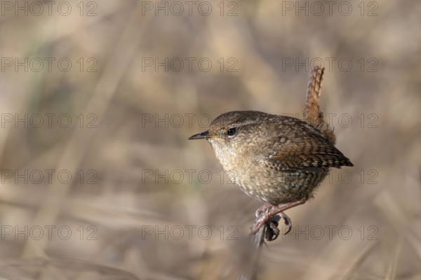 Wren (Troglodytes troglodytes), sitting in the undergrowth, Münster, Tyrol, Austria