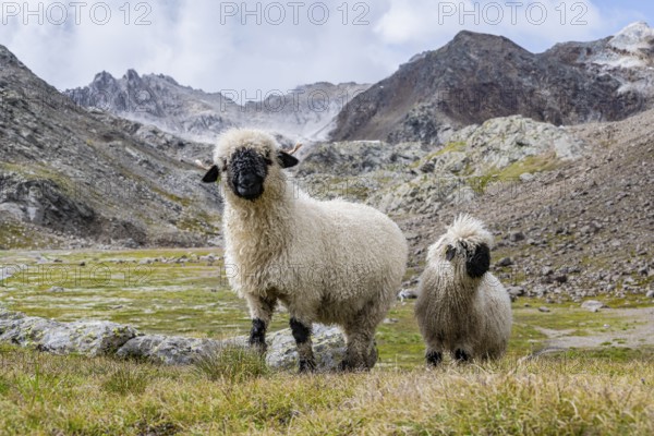 Two Valais Blacknose sheep (Ovis gmelini aries), high alpine mountain valley, Obere Senner Egete, Stubai Alps, near Ridnaun, South Tyrol, Italy