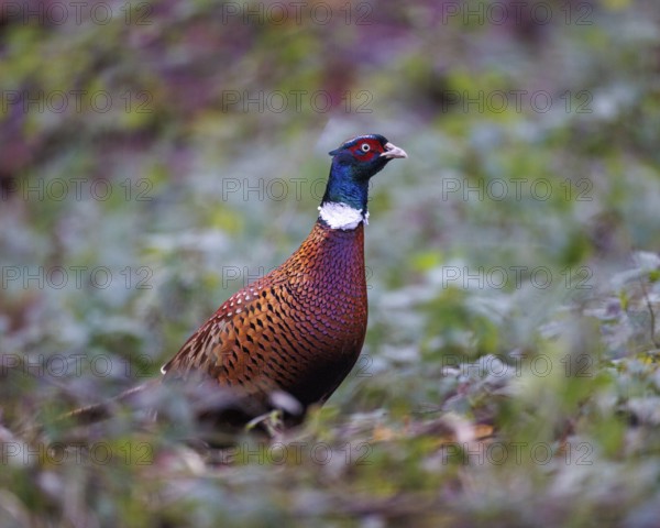 Hunting Pheasant (Phasianus colchicus), Germany