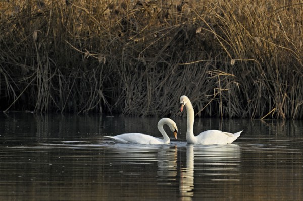 Mute swans (Cygnus olor), pair mating, Flachsee nature reserve, Freiamt, Canton Aargau, Switzerland