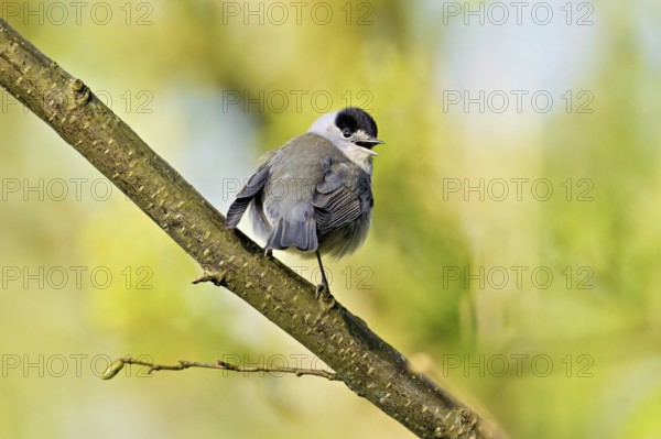 Blackcap (Sylvia atricapilla), male singing while sitting on a branch, Flachsee nature reserve, Freiamt, Canton Aargau, Switzerland