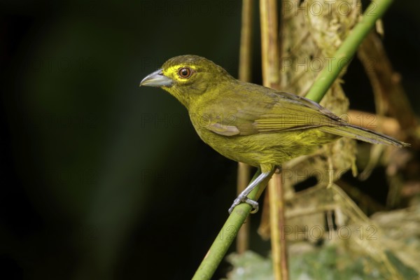 Lemon-spectacled Tanager (Chlorothraupis olivacea) perched on a branch in the Andes mountains of Colombia